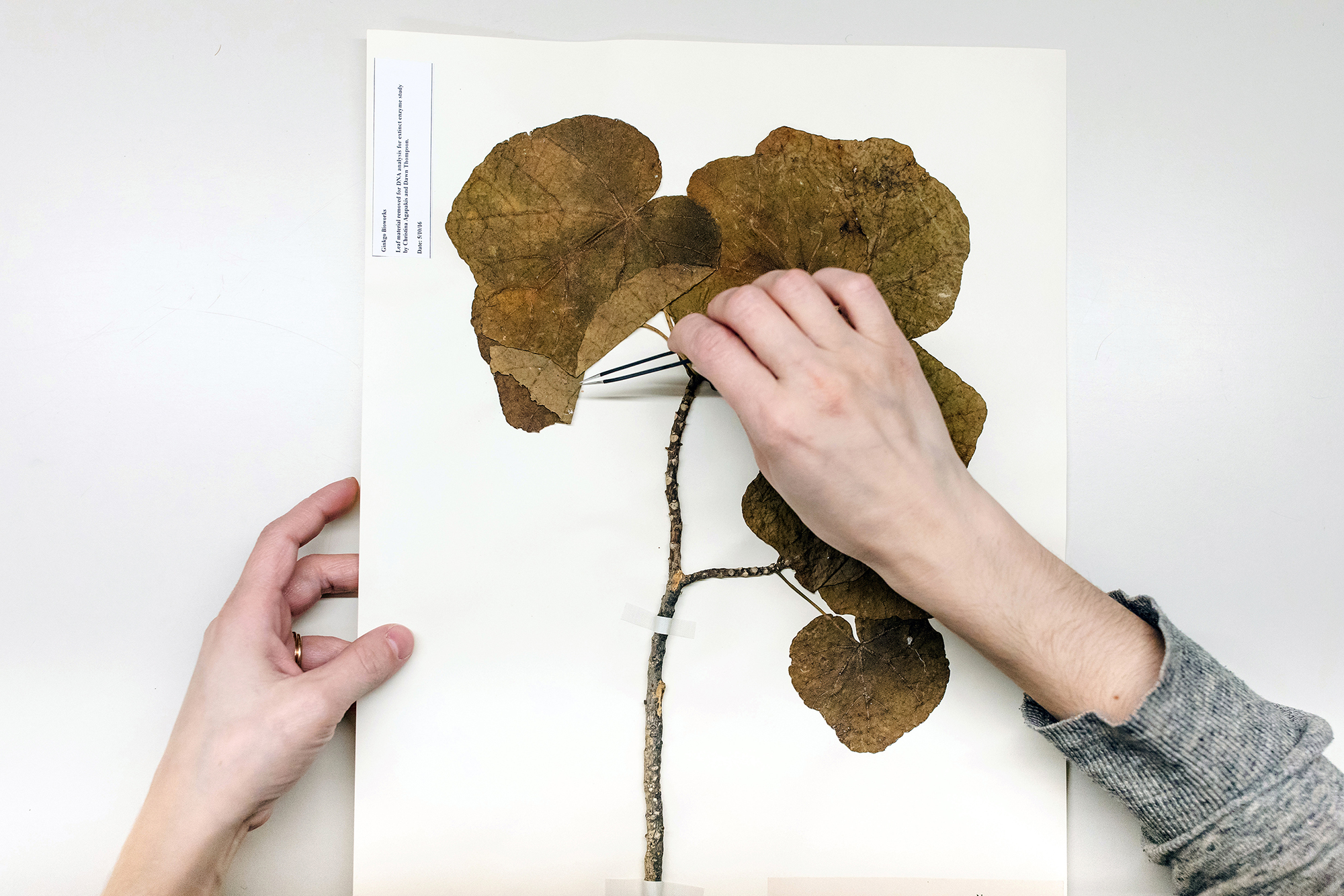 PURE SPIRITUAL - Resurrecting the Sublime by Christina Agapakis (Ginkgo Bioworks Inc.), Alexandra Daisy Ginsberg & Sissel Tolaas, with support from IFF Inc, Photography by Grace Chuang Courtesy of Harvard University Herbaria, ©Ginkgo Bioworks, Inc., The Herbarium of the Arnold Arboretum of Harvard University