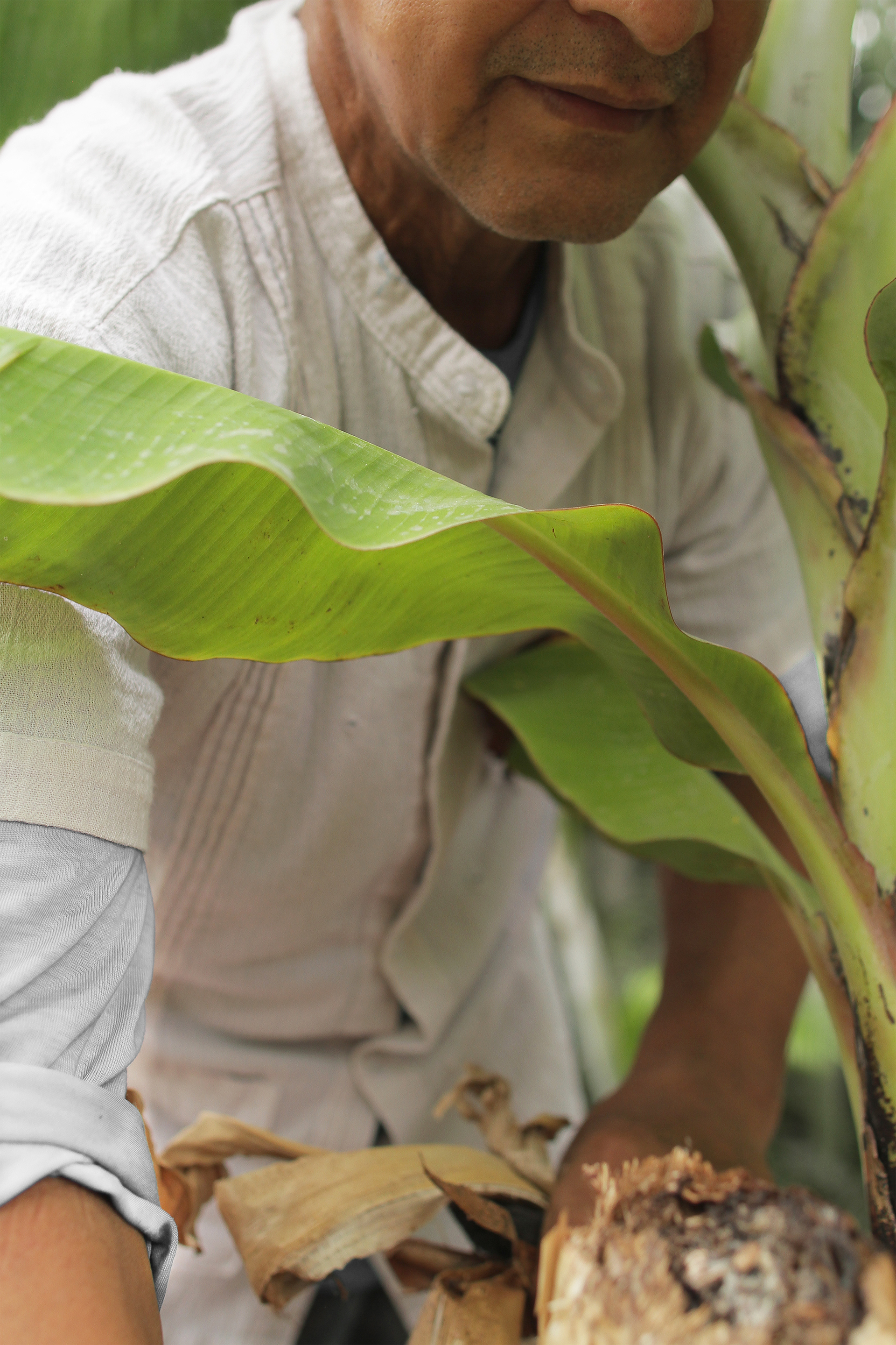 Bananenfasern, ein natürliches und reichlich vorhandenes Nebenprodukt, als Alternative zu Baumwolle. Das Ergebnis ist eine Faser gänzlich aus dem faserigen Abfall gefertigt und mit den übriggebliebenen Blüten natürlich gefärbt.